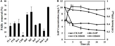 Hydroxylation at Multiple Positions Initiated the Biodegradation of Indeno[1,2,3-cd]Pyrene in Rhodococcus aetherivorans IcdP1